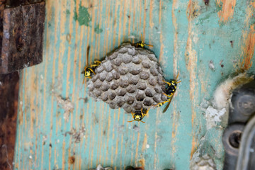 Nest of wasps in the old electrical switchboard. Wasp polist.