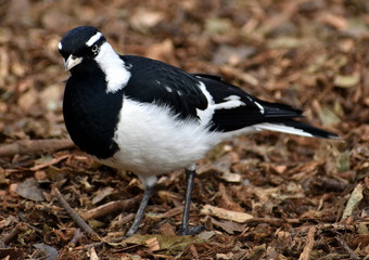 Magpie-lark looking at the camera