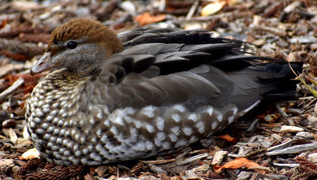 Cute duckling  sitting on the ground