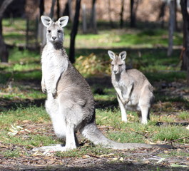 Kangaroos standing in the outback looking at the camera