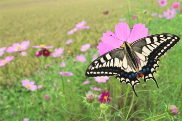 Fototapeta na wymiar swallowtail butterfly sucking nectar from cosmos flower