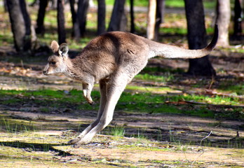 Kangaroo jumping in a national park
