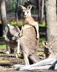 Large kangaroo scratching itself in a national park