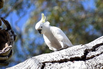 Cockatoo standing on a dead branch in the Australian bush