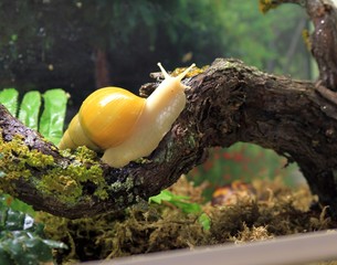 Snail Achatina Fulica close-up on a branch