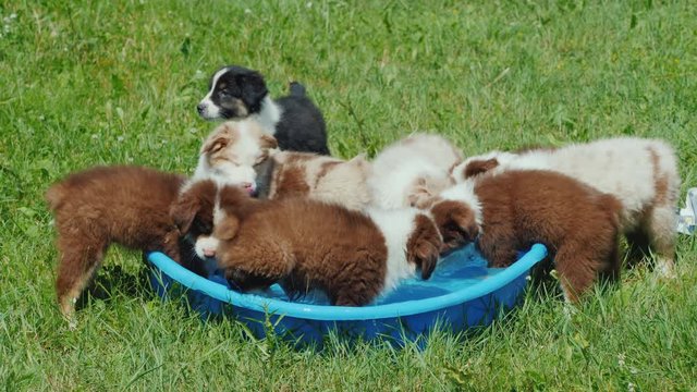 A group of puppies of the breed Australian Shepherd drinks water from a small pool in the backyard