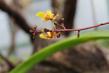 mini orchid yellow colors with their green leaves