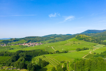 Fototapeta na wymiar Vignes alsaciennes au pied des Vosges