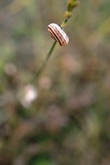 small snail on a blade of grass