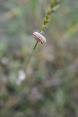 small snail on a blade of grass