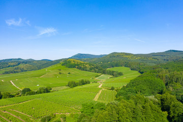 Obraz premium Vignes alsaciennes au pied des Vosges