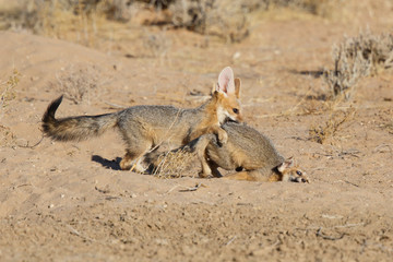 Cape Fox playing in the Kgalagadi Transfrontier Park in the Kalahari Desert in South Africa