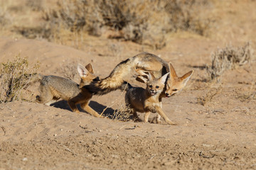 Cape Fox playing in the Kgalagadi Transfrontier Park in the Kalahari Desert in South Africa