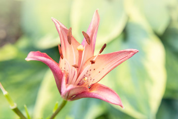 pink lily on green background