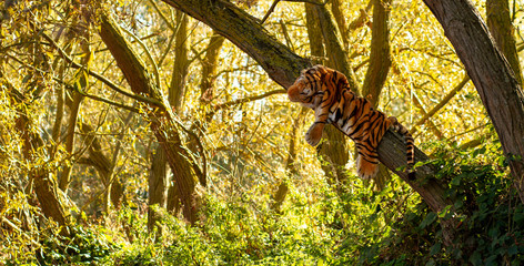 Fake tiger hanging on a tree