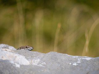Common Wall Lizard peeks out from behind rock. Podarcis muralis. Nature background with copyspace.