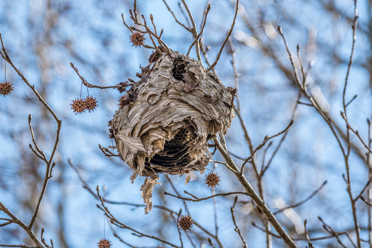 Giant beehive hanging from tree