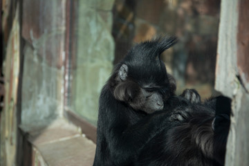 Black monkey "Lophocebus aterrimus".