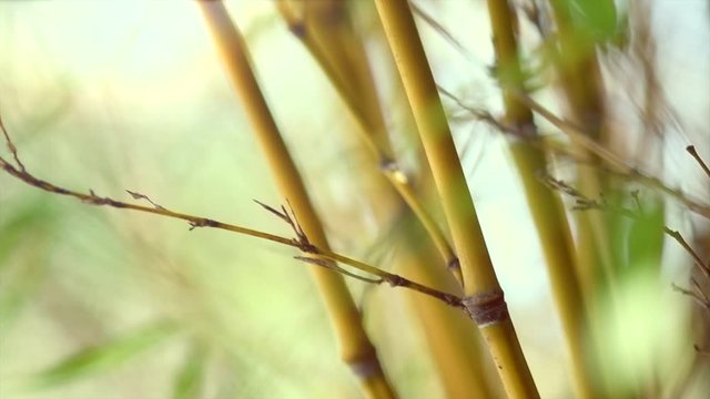 Bamboo forest. Growing bamboo in japanese garden swaying on wind. Slow motion. 4K UHD video 3840x2160