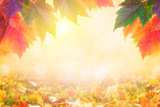 Autumn leaves over golden sunny bokeh background, multi colored leaves sunset copy space