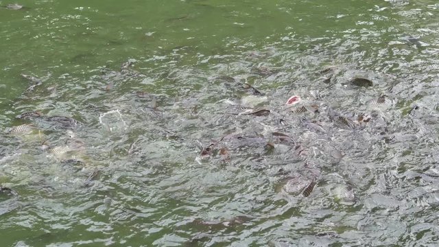 Fish coming to the surface to eat food. Feeding the fish is the way of making merit in Thailand.