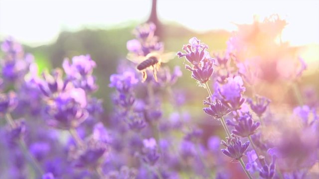 Honey Bee on fragrant Lavender flower. Honeybee working on growing lavender flowers field closeup. Slow motion 4K UHD video footage. 3840X2160