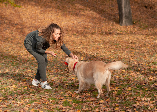 Obedient golden retriever dog with his owner practicing paw command. Closeup portrait of white retriever dog outdoors. resting time for dog