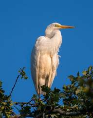 Great Egret perched on tree