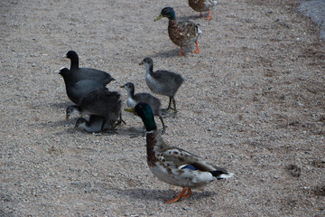 aves,pato,naturaleza,focha,crias