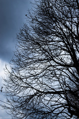 &Aacute;rvore seca ao c&eacute;u azul