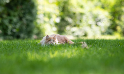 Naklejka na ściany i meble front view of a young cream tabby ginger white maine coon cat lurking outdoors in the back yard on the prowl hiding in grass on a sunny summer day