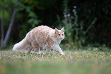Naklejka na ściany i meble young cream tabby ginger white maine coon cat with fluffy tail outdoors in the garden walking on grass looking ahead curiously