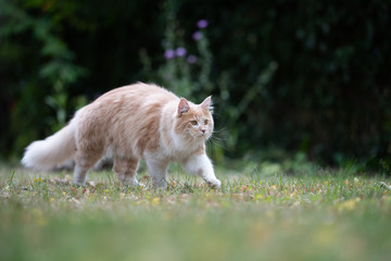 Naklejka na ściany i meble young cream tabby ginger white maine coon cat with fluffy tail outdoors in the garden walking on grass looking ahead curiously
