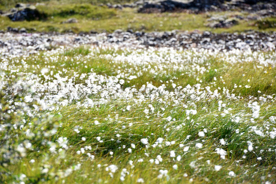 Arctic cotton grass (Eriophorum) field in Iceland, Europe.