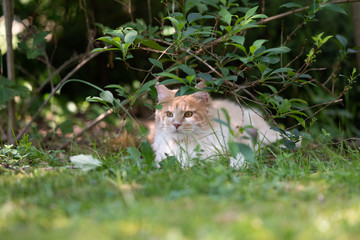 young cream tabby ginger white maine coon cat resting under a bush outdoors in the garden on a sunny summer day observing the back yard