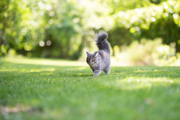 young blue tabby maine coon cat with extremely fluffy tail walking on grass in the garden on a sunny summer day looking ahead folding back ears