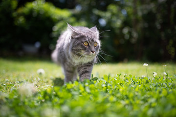 Naklejka na ściany i meble young blue tabby maine coon cat standing on grass with clover outdoors in sunlight folding back ears looking to the side