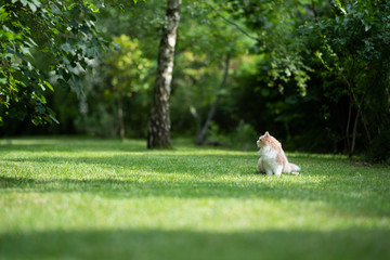 Obraz na płótnie Canvas young cream tabby ginger white maine coon cat sitting on grass in the back yard on a sunny summer day looking to the side