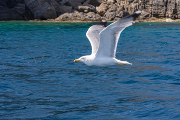 Fototapeta na wymiar fast flying seagull over the mediterranean sea near the island of Elba