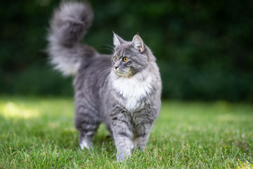 portrait of alerted young blue tabby maine coon cat with white paws and fluffy tail standing on grass in the garden looking to the side