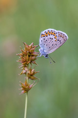 butterfly on flower