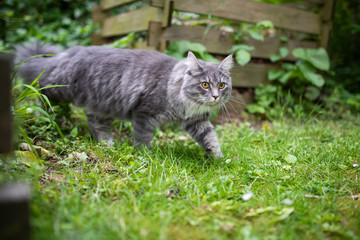 young blue tabby maine coon cat with white paws walking on grass outdoors in the back yard in front of a wooden compost heap looking ahead curiously