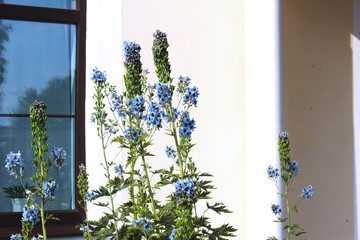 Flower garden with delphinium flowers on the background of the yellow wall of the house. Life in the country, summer, travel, gardening.