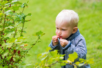 Adorable baby boy picking and eating red currant in green summer garden