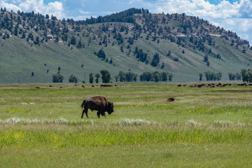 Single bison buffalo walking at elk ranch flats