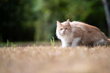 Naklejka na ściany i meble curious young cream tabby ginger white maine coon cat standing up from dried up grass looking at camera outdoors in the back yard on a hot summer day