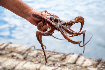 Fisherman hand holding living octopus 2