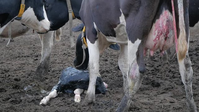 Cow calving. Mother cow licking her newborn calf.