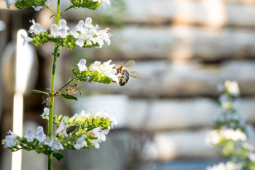 Bienen und Blumen