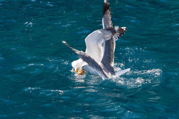 Seagulls fighting over a piece of bread in the Mediterranean sea near the island of Elba